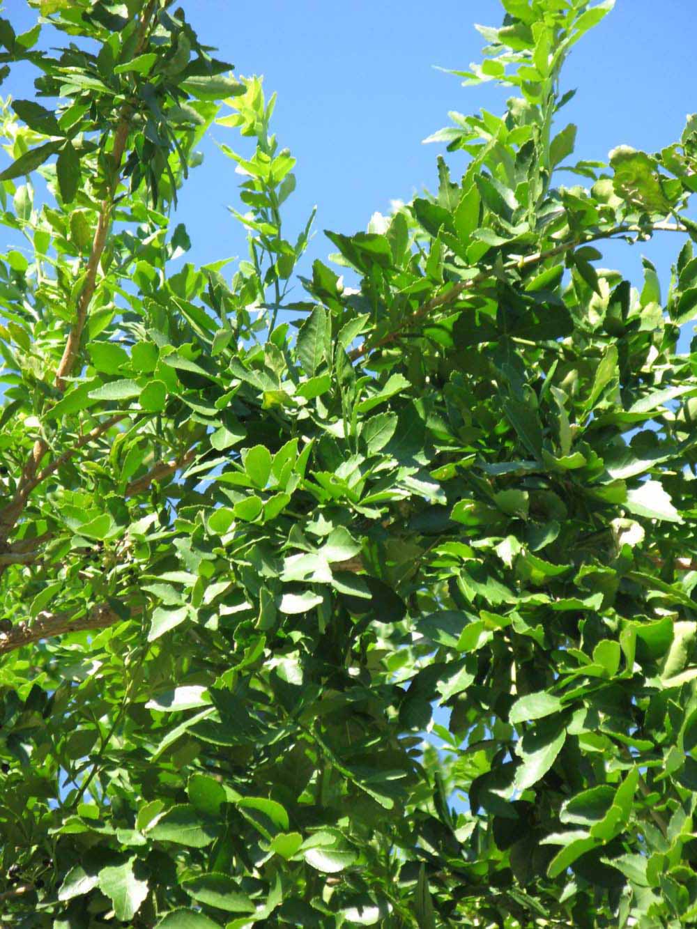              Sun leaves (Winter Haven, FL)       